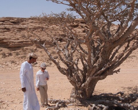 The Oman Empty Quarter - Rub' Al Khalif - Frankincense in the Desert