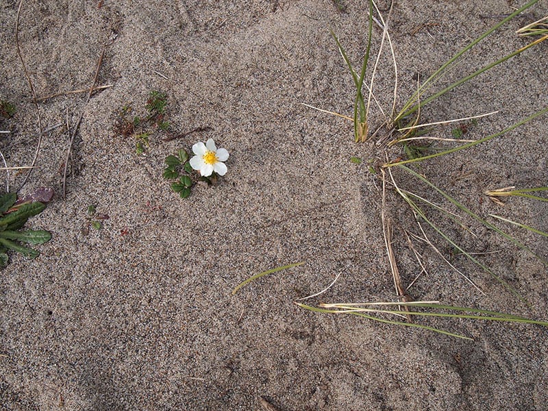 What is your name little sand flower at Bandon Dunes beach?