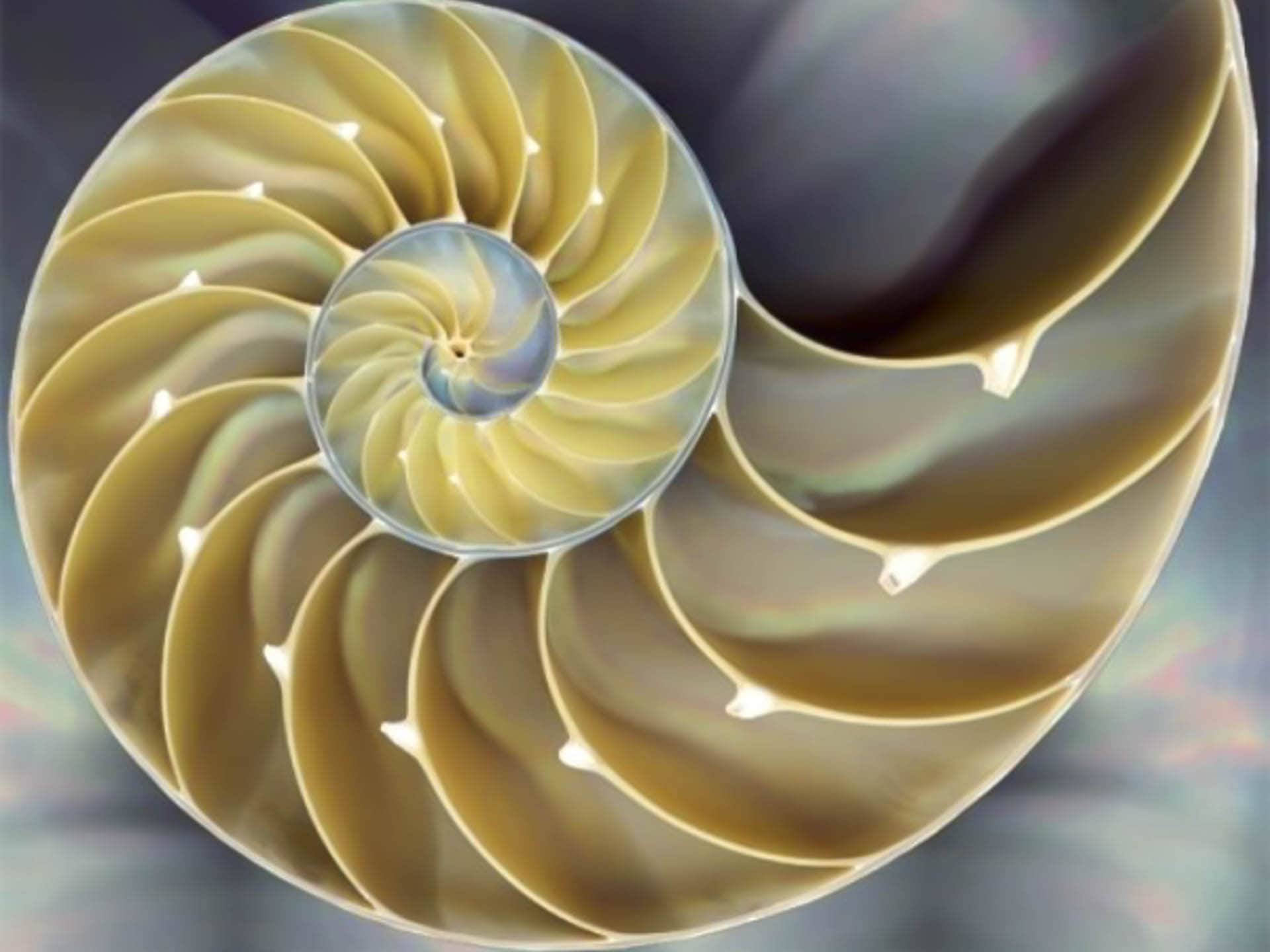 Fibonacci_Sequence_Nautilus_Shell1-600x480