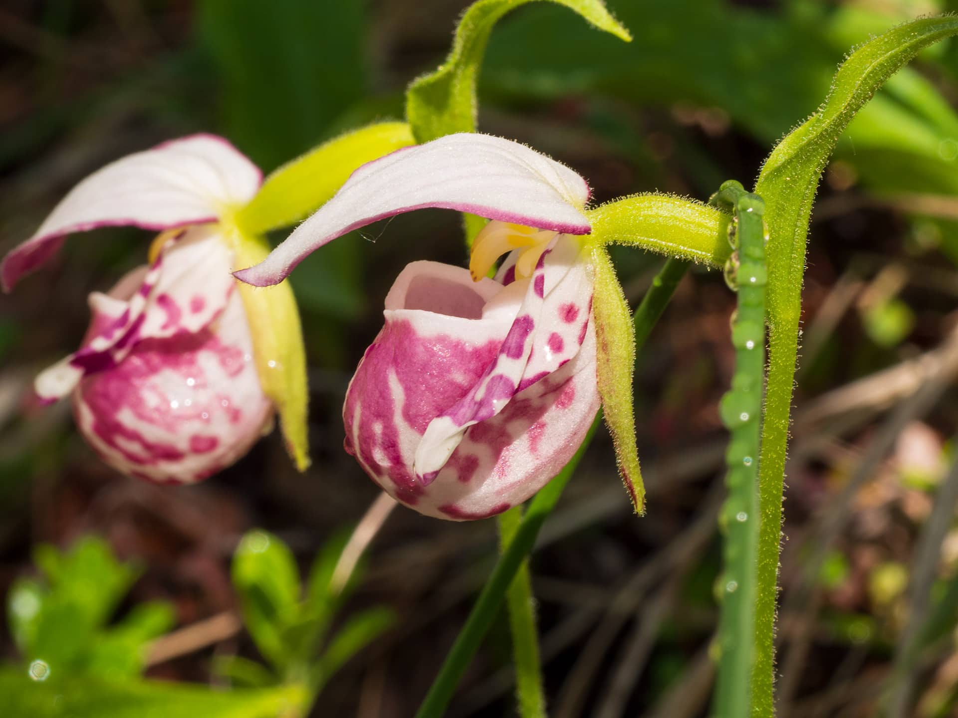 Erotic, alluring, rare...The Spotted Lady's Slipper orchid
