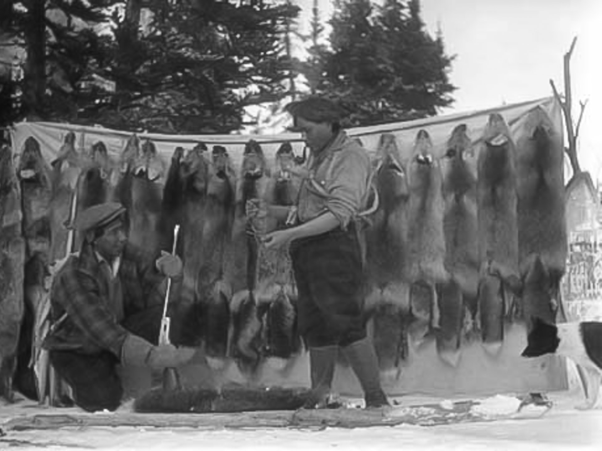 Edward Jack of Atlin and George Johnston with pelts 1920