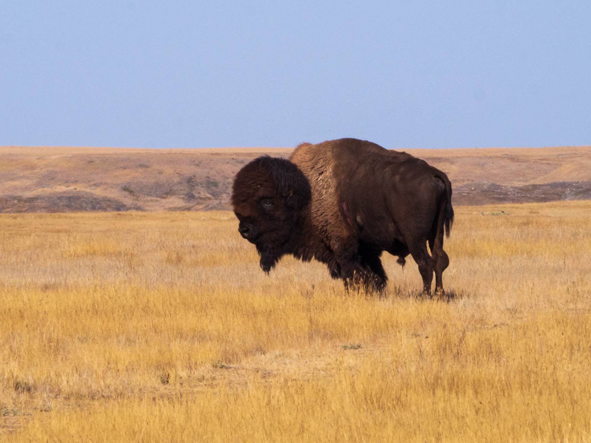 Plains Bison, the largest land animal in North America, reintroduced to its native habitat