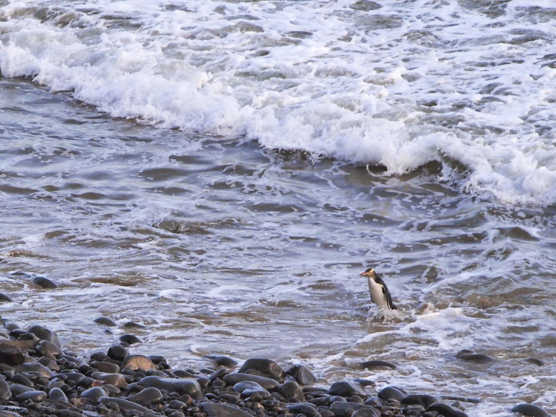 After a day at sea, a yellow-eyed penguin returns to Nugget Point